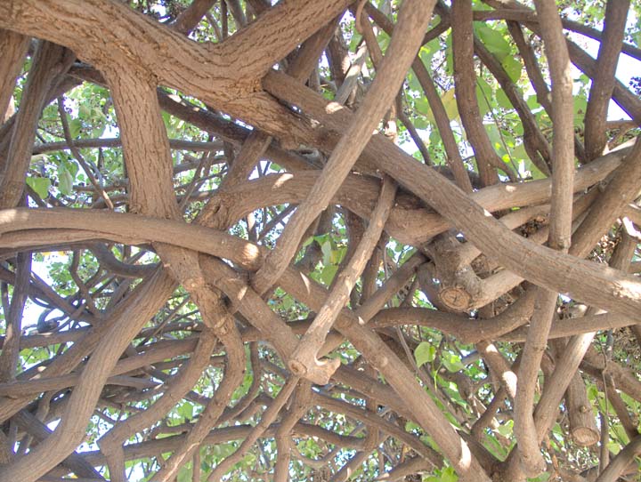 Banyan 3786