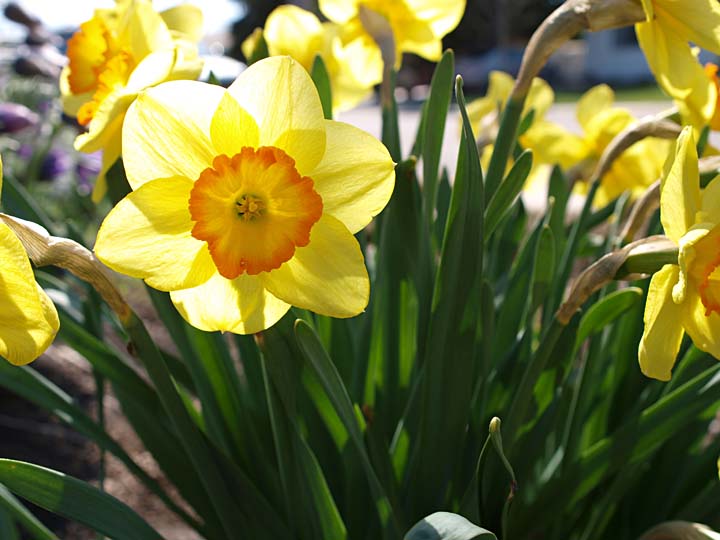 Daffodil 7663