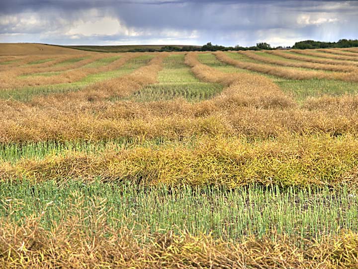 Canola swaths