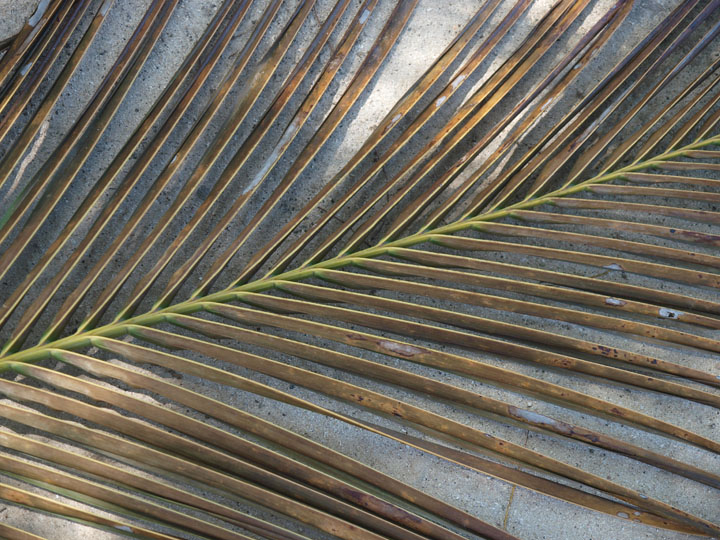 Palm leaf
