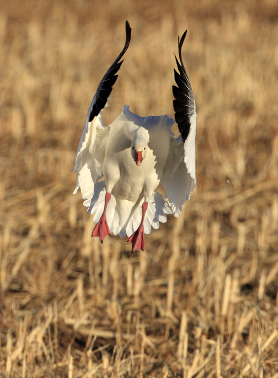 Snow Goose
