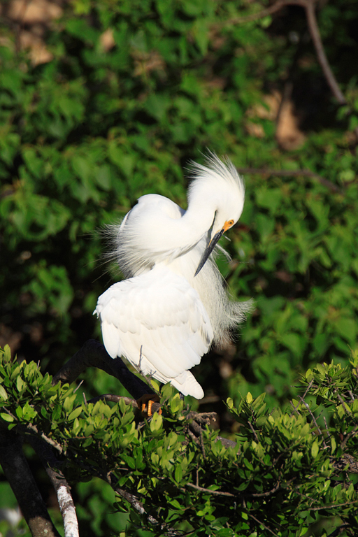 Snowy Egret.jpg