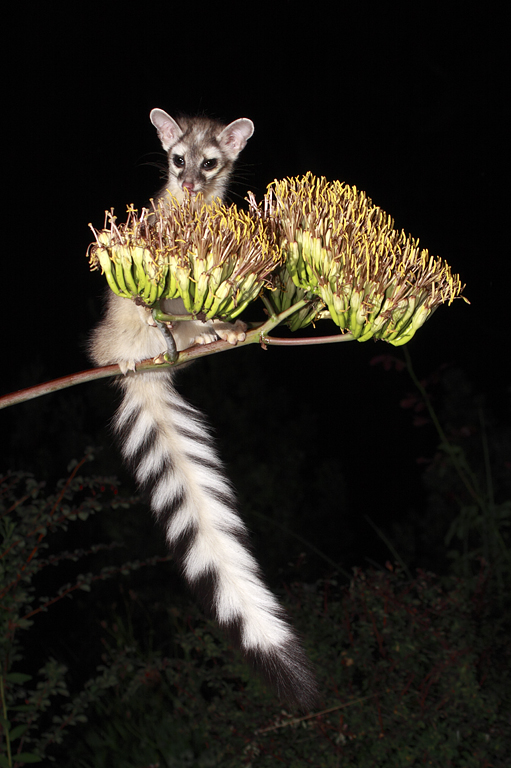 Ringtail cat