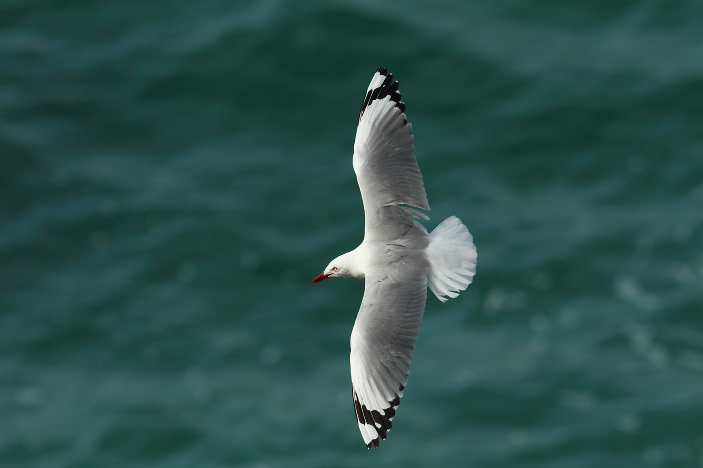 Red-billed Seagull.jpg