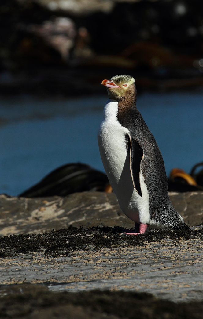 a Yellow-eyed Penguin 2.jpg