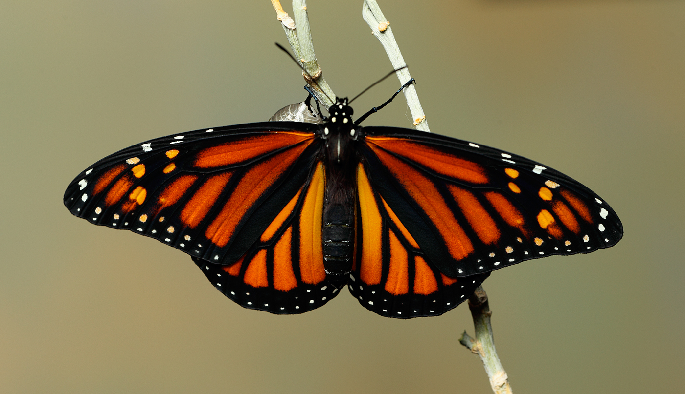 Monarch Butterfly32.jpg
