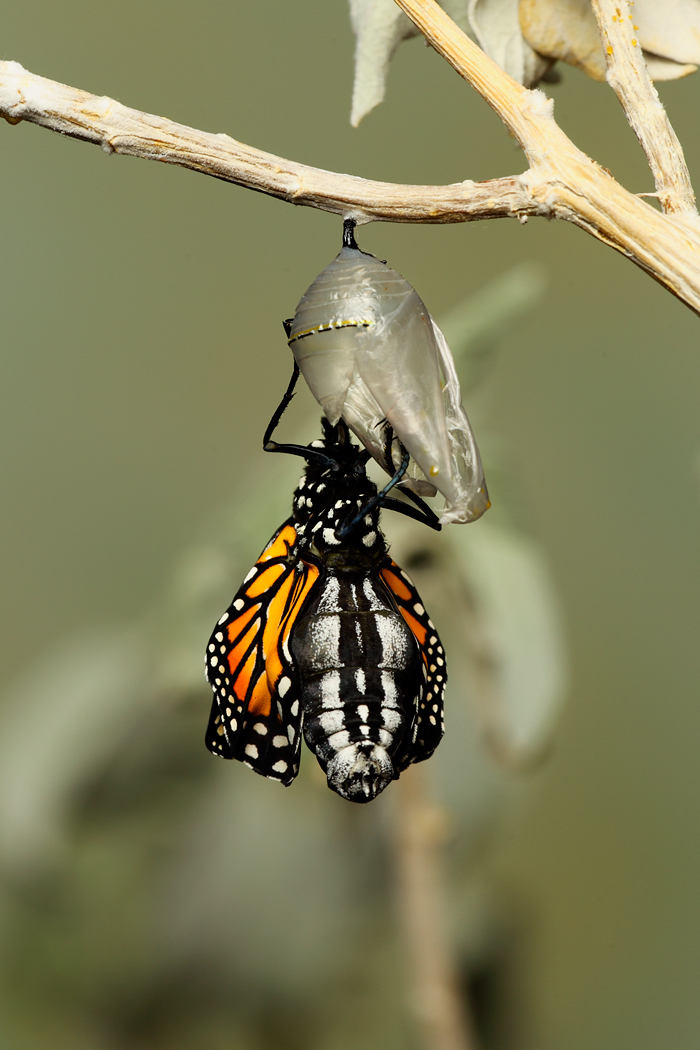 Monarch Butterfly20.jpg