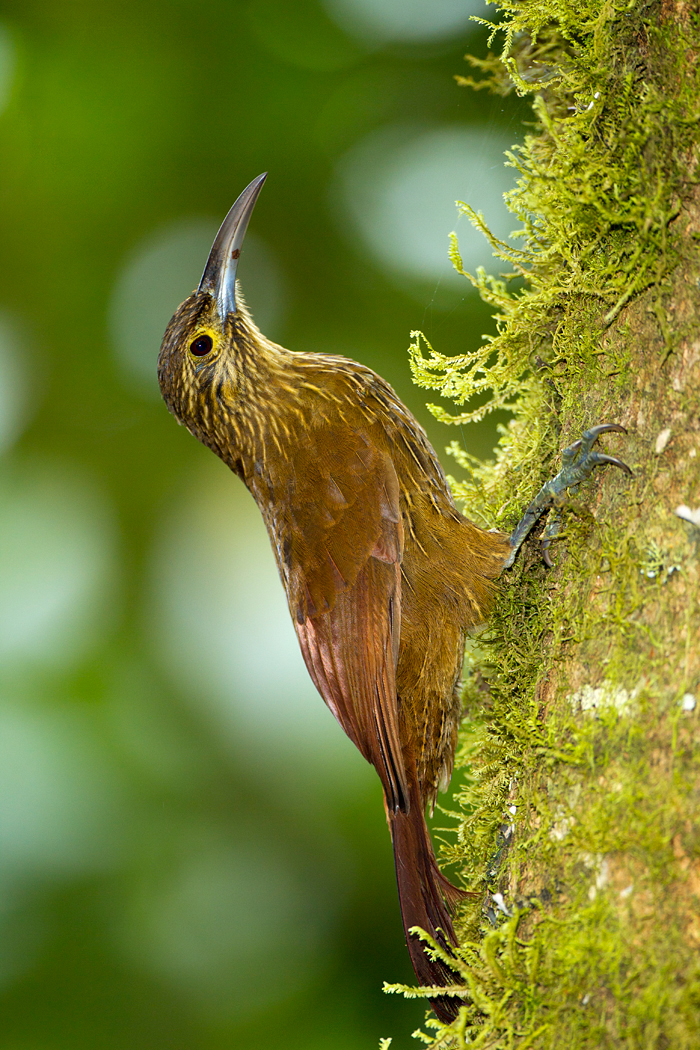 Woodcreeper.jpg