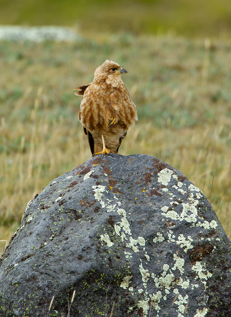 Carunculated Caracara 2.jpg
