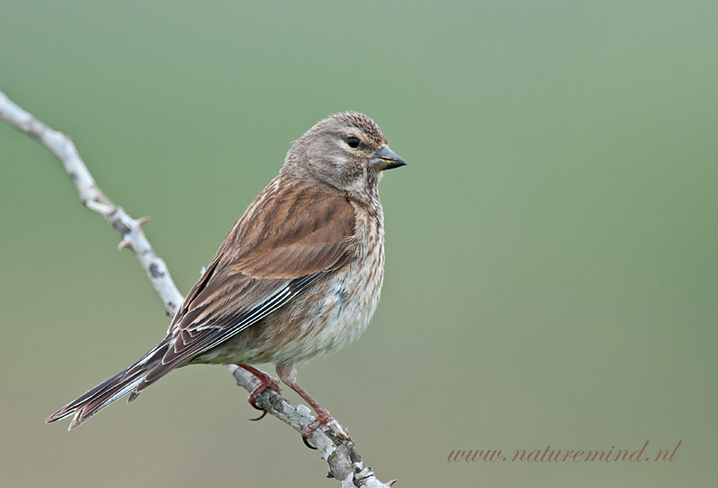 Linnet - Kneu PSLR-2008