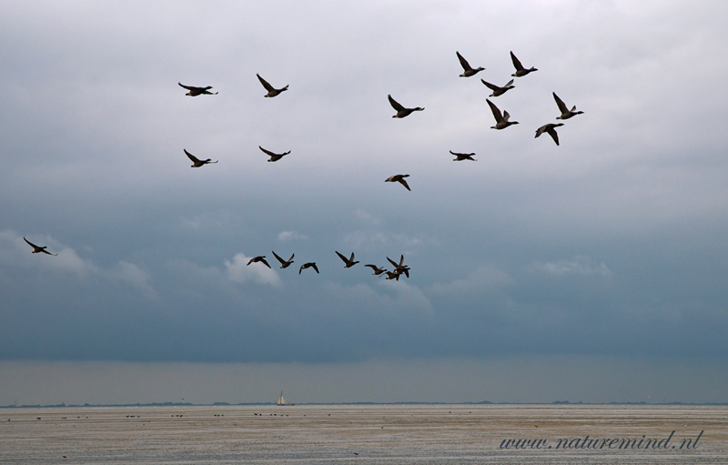 Brent Goose - Rotgans Ameland PSLR-2076.jpg