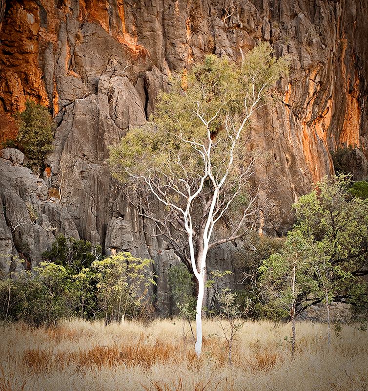 Windjana Gorge Gum Tree