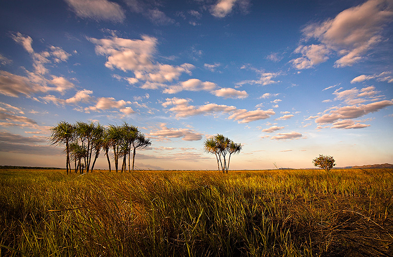 Hawk Dreaming Savannah View