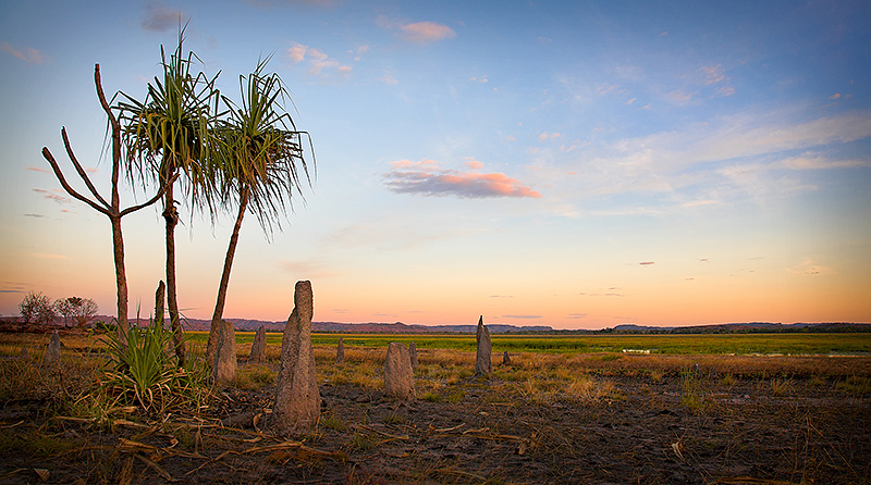 Pandanus Palm and termite mounds at Hawk Dreaming
