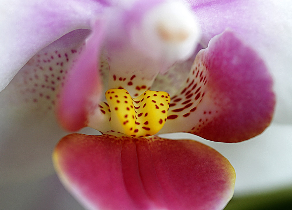Orchid