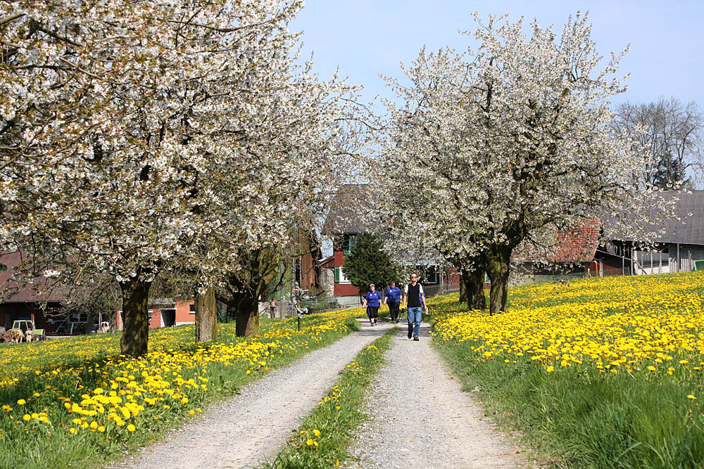 Walking in the field of  spring