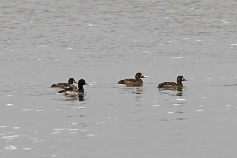 Greater Scaup, NC