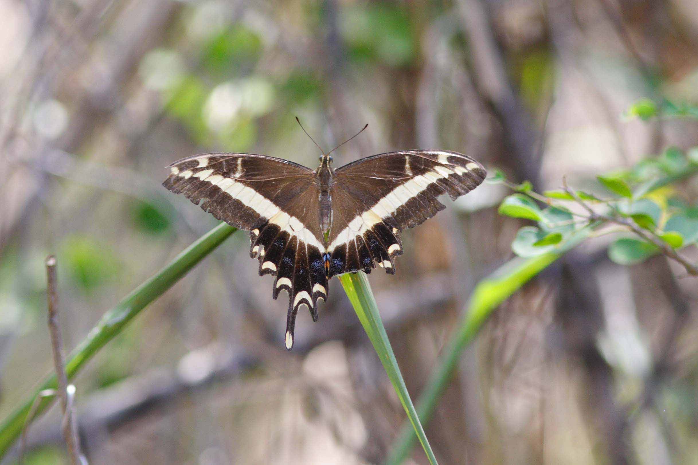 Cayman Swallowtail (Very Worn), Grand Cayman Island