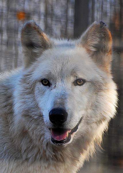 Beautiful Wolf