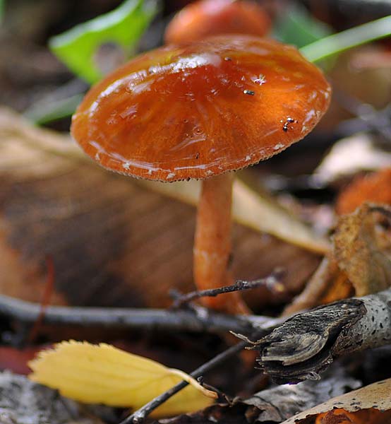 Wet Mushroom