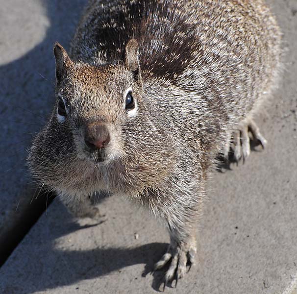 Got Any More Peanuts?