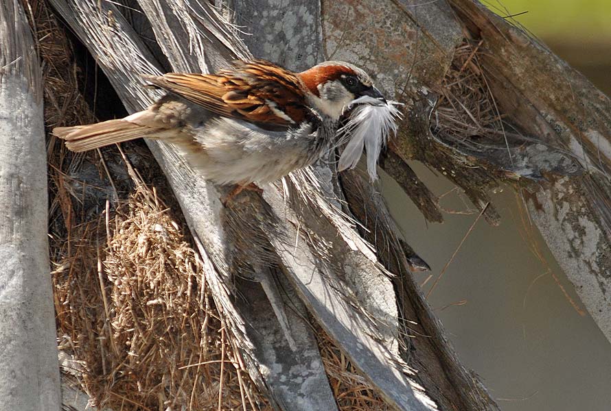 Feathering His Nest