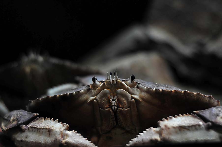 Dungeness Crab