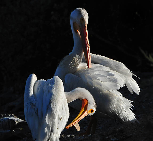 Pelican Grooming