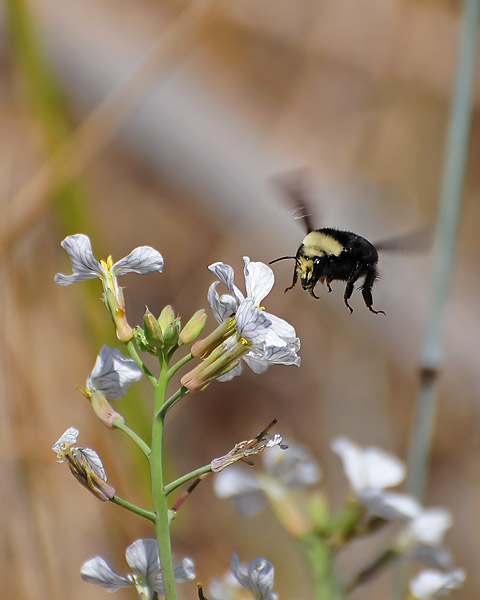 Landing Gear Down