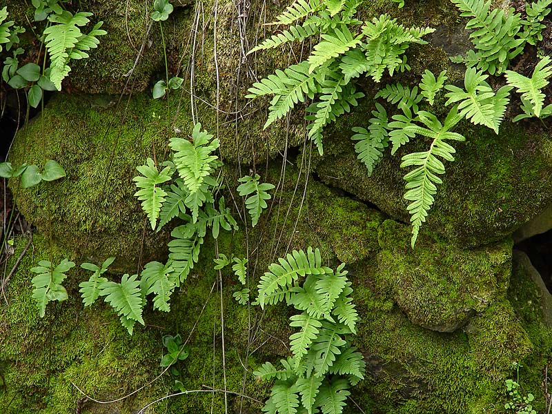 Climbing Ferns