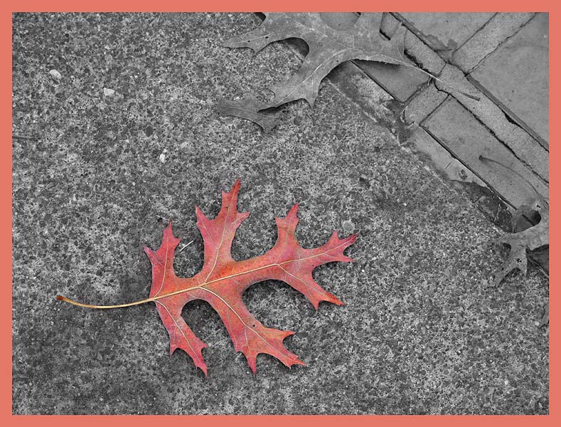 Red Leaf