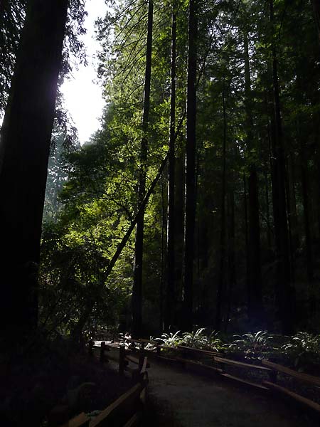 Light on the Ferns