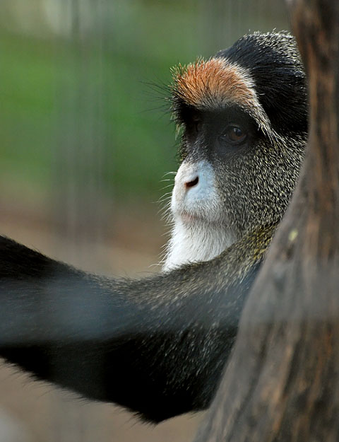 DeBrazzas Guenon Monkey