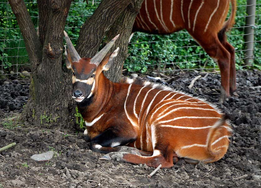 Bongo