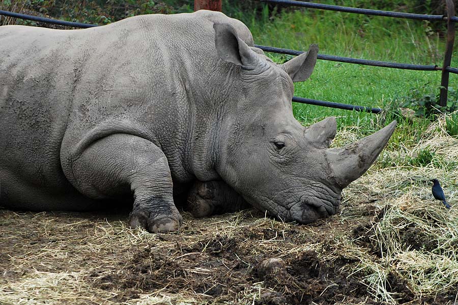 White Rhino & Bird