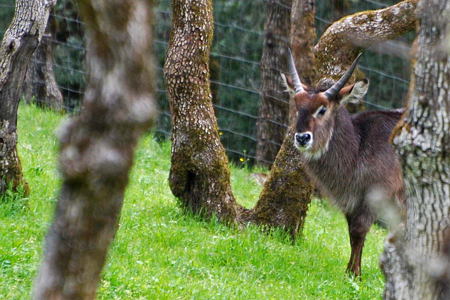 Ellipsis Waterbuck