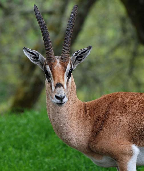 Grants Gazelle Face