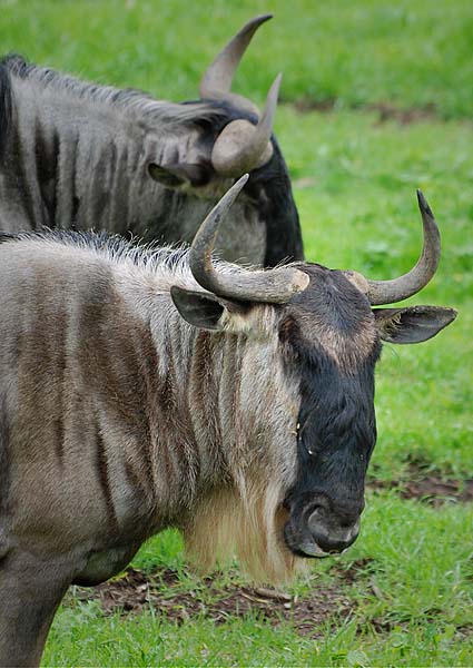 Wildebeest Heads