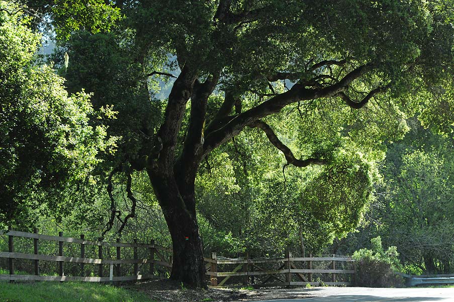 Grandfather Tree