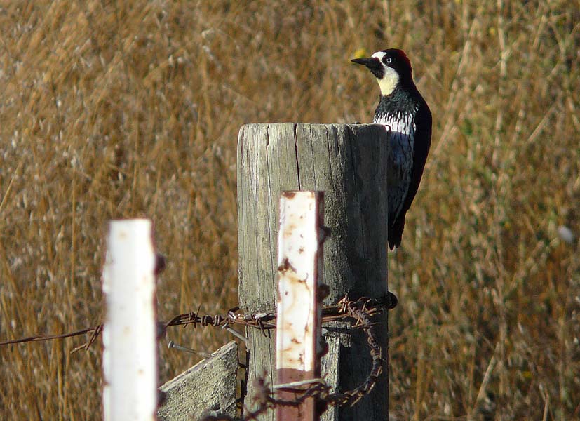 Acorn Woodpecker