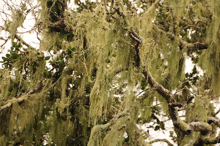 Old Mans Beard Moss