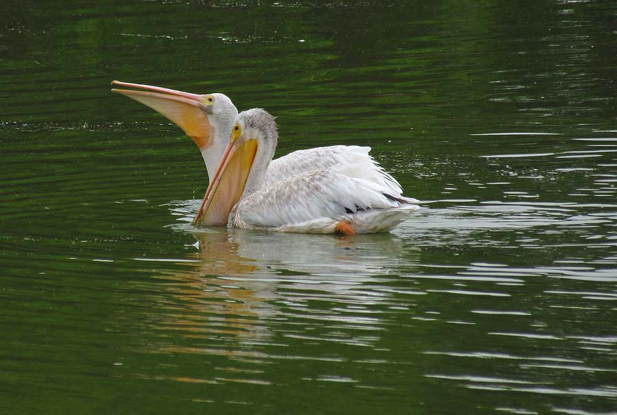 Pelis on Green Pond Reflected