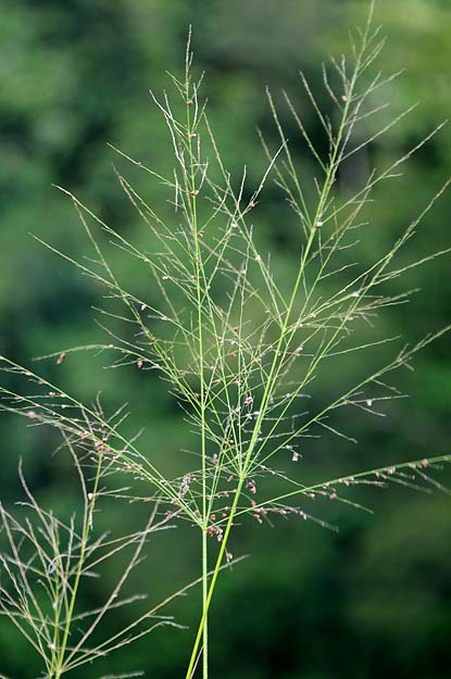 Feathery Weed