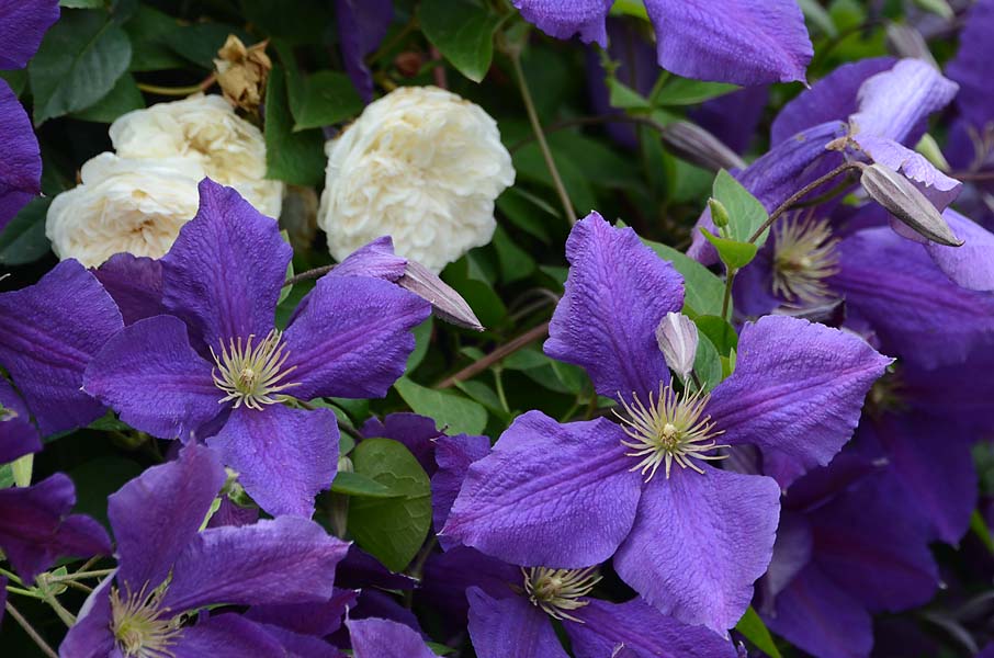 Clematis