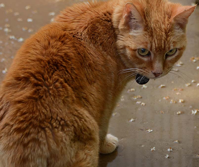 Blind Orange Cat