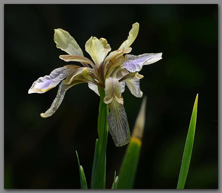Sunlit Iris