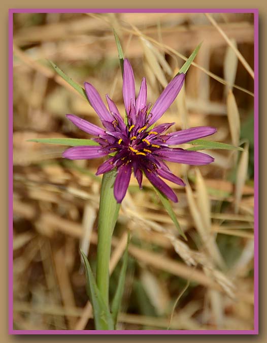 Wild Salsify