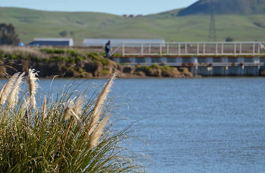 Pampas Grass and Bridge