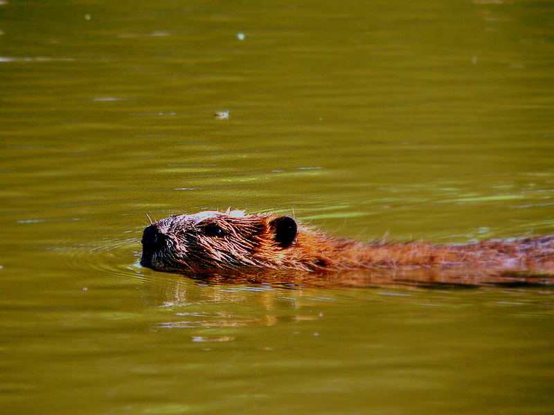 BEAVER SWIM.JPG