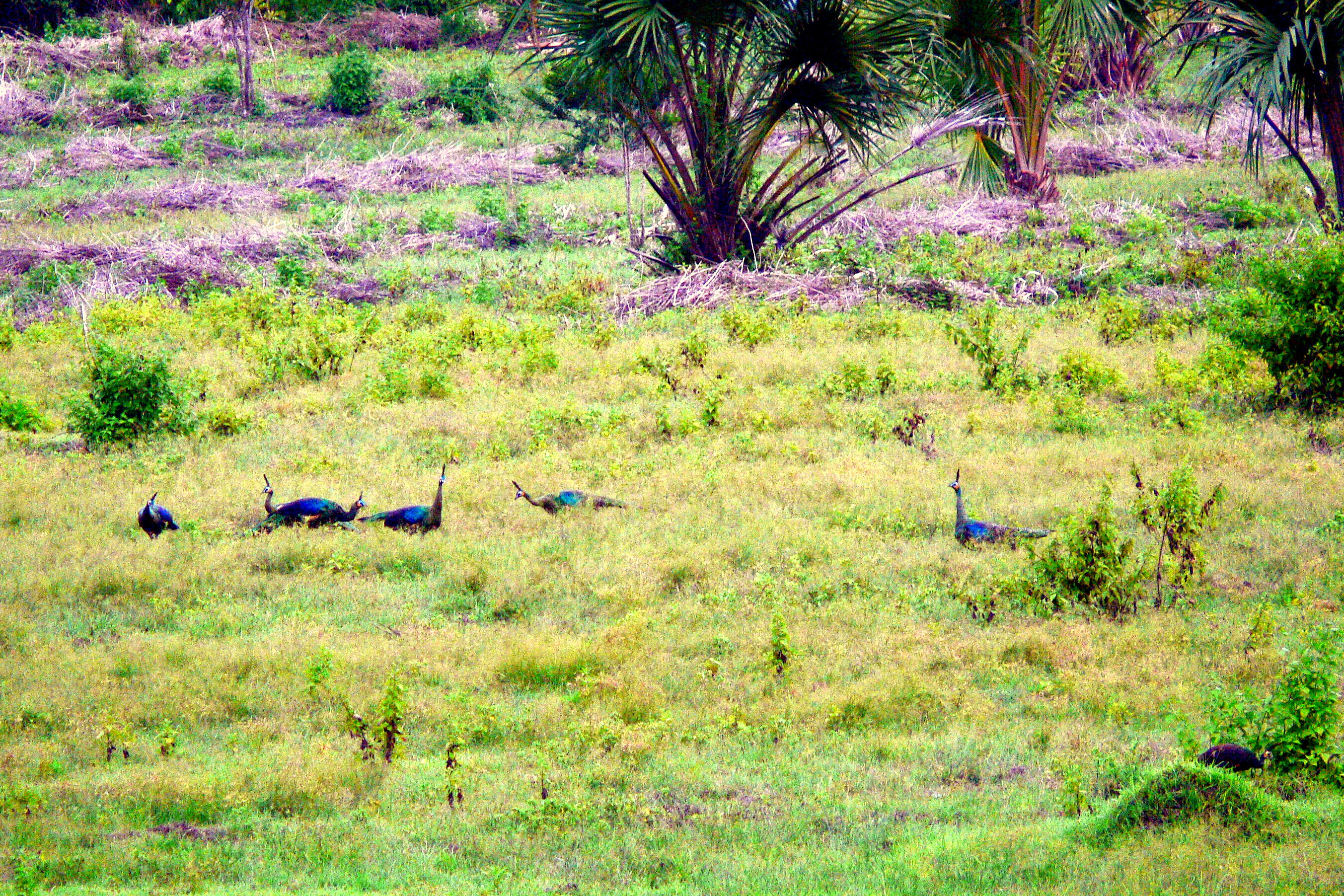 GREEN PEAFOWL.JPG